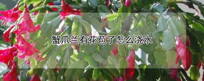 蟹爪兰有花苞了怎么浇水 蟹爪兰有花苞了怎么浇水好