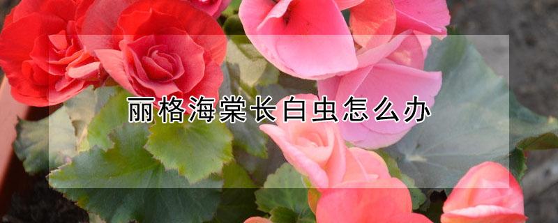 丽格海棠长白虫怎么办（丽格海棠长白毛怎么办）