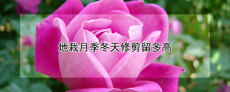 地栽月季冬天修剪留多高（地栽月季修剪时间和方法）