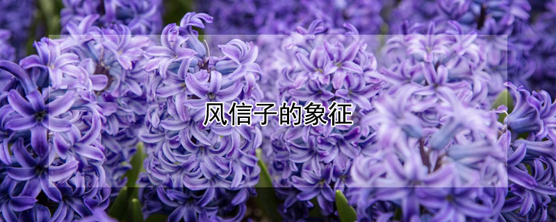 风信子的象征 风信子的象征意义是什么