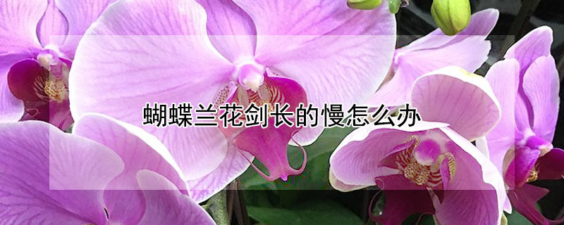 蝴蝶兰花剑长的慢怎么办（蝴蝶兰催花箭的三个技巧）