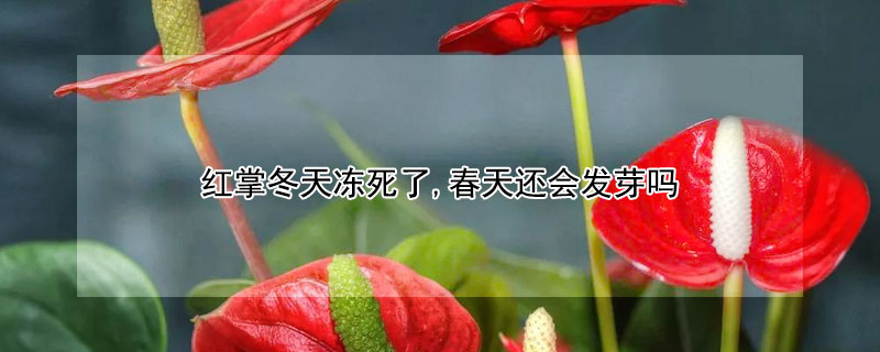 红掌冬天冻死了,春天还会发芽吗 红掌冬天冻死还能活么