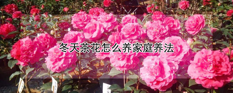 冬天茶花怎么养家庭养法（冬天茶花的养殖方法家里如何养好茶花）