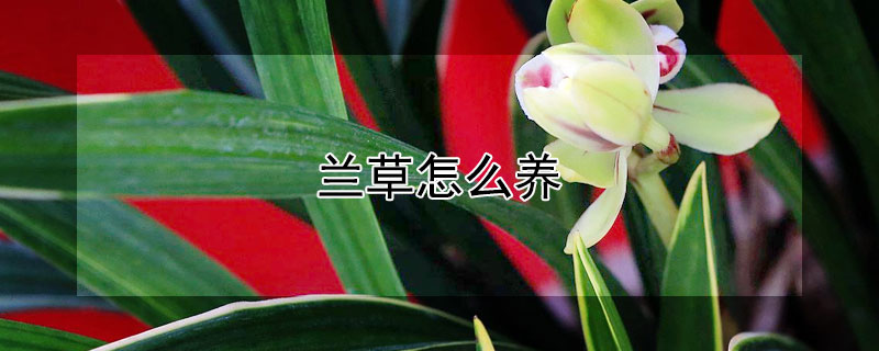 兰草怎么养（兰草怎么养护）