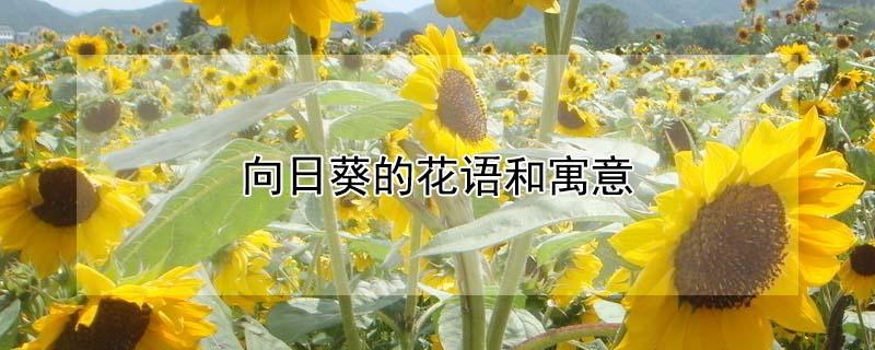 向日葵的花语和寓意 向日葵的花语和寓意8个字