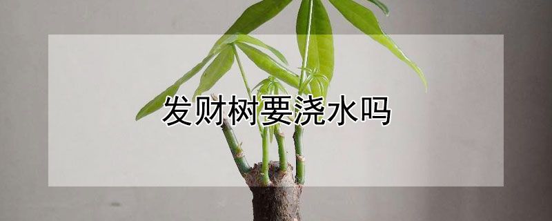 发财树要浇水吗 刚买回来的发财树要浇水吗