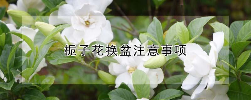 栀子花换盆注意事项（栀子花换盆后如何养护）