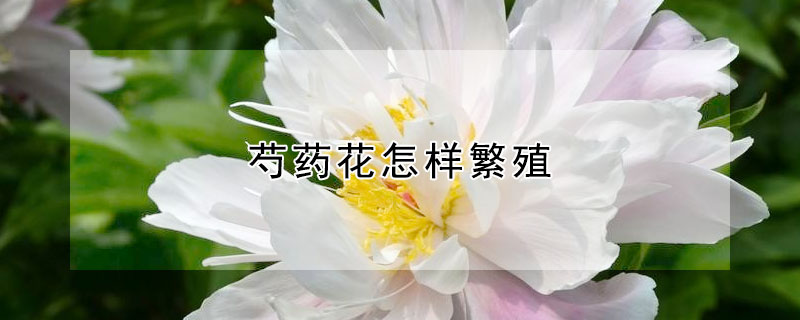 芍药花怎样繁殖 芍药花怎样繁殖视频