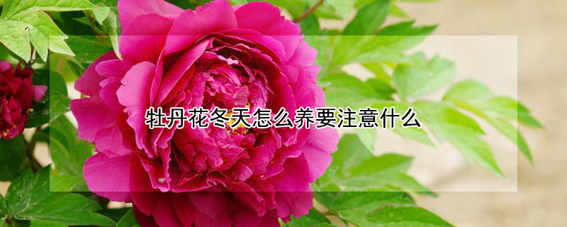 牡丹花冬天怎么养要注意什么（牡丹花冬天怎么养护）
