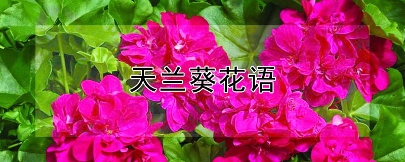 天兰葵花语 天葵兰的花语