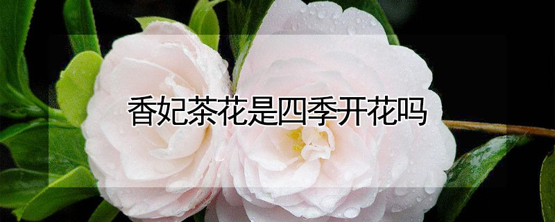 香妃茶花是四季开花吗 香妃茶花是四季开花吗还是常绿