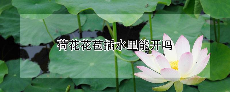 荷花花苞插水里能开吗（荷花花苞插水里能开吗视频）