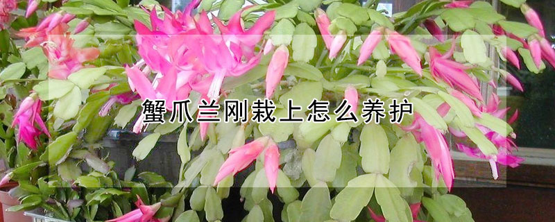 蟹爪兰刚栽上怎么养护（蟹爪兰刚栽上能浇水吗）
