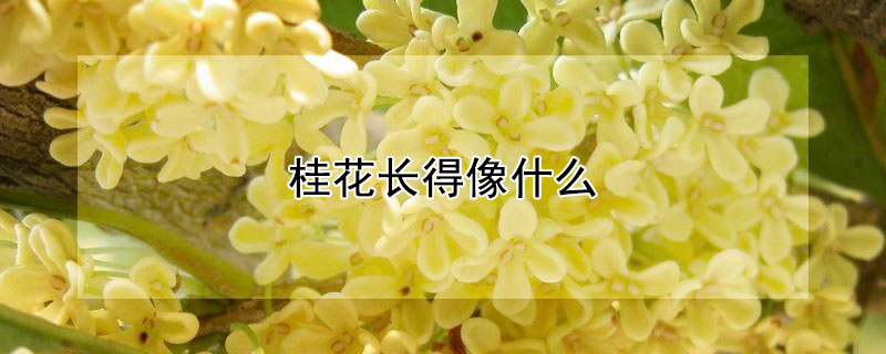桂花长得像什么 桂花长得像什么花朵