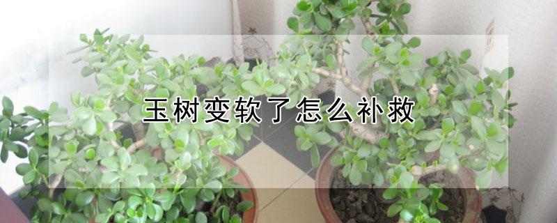 玉树变软了怎么补救 玉树发软怎么回事