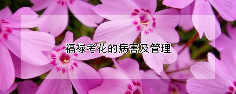 福禄考花的病害及管理（福禄考的花期有多长）