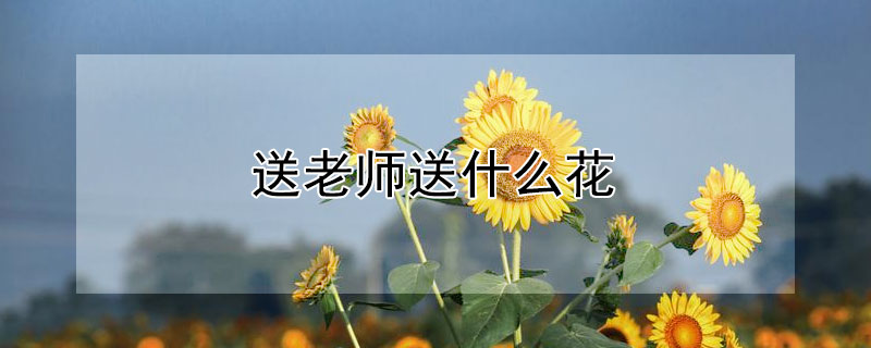送老师送什么花（送老师送什么花?）