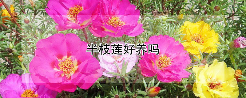 半枝莲好养吗 半枝莲好种吗