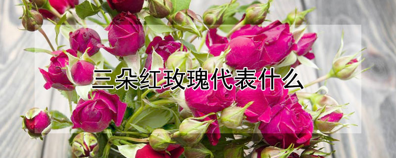 三朵红玫瑰代表什么（三朵红玫瑰代表什么生肖动物）