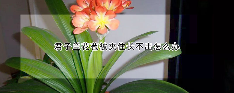 君子兰花苞被夹住长不出怎么办 君子兰花苞被夹住长不出怎么办用黑袋子装是什么原理