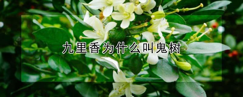九里香为什么叫鬼树 九里香为什么叫鬼树风水学