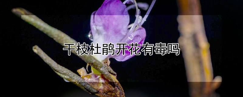 干枝杜鹃开花有毒吗 干枝杜鹃开花有毒吗视频