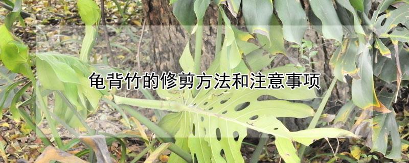 龟背竹的修剪方法和注意事项 龟背竹的修剪方法图解