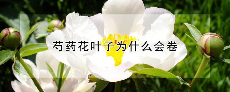 芍药花叶子为什么会卷（芍药花叶子为什么会卷曲呢）
