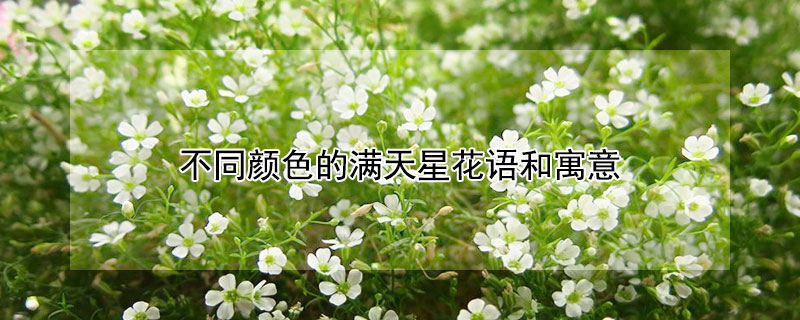 不同颜色的满天星花语和寓意 多种颜色满天星花语