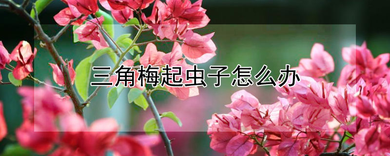 三角梅起虫子怎么办（三角梅长虫子有什么办法解决吗）