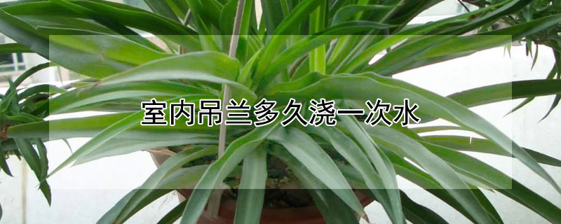 室内吊兰多久浇一次水（吊兰多久浇一次花）