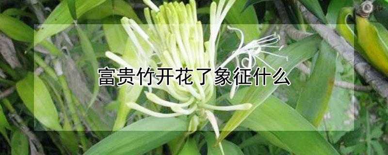 富贵竹开花了象征什么 富贵竹开花了风水好吗