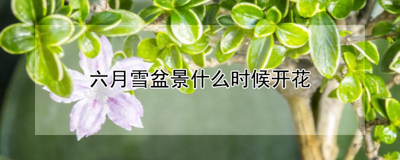六月雪盆景什么时候开花 六月雪盆景什么时候换盆好