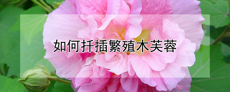 如何扦插繁殖木芙蓉 如何扦插繁殖木芙蓉视频