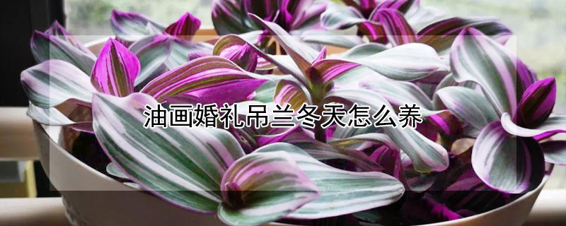 油画婚礼吊兰冬天怎么养（油画婚礼吊兰冬天养殖方法）