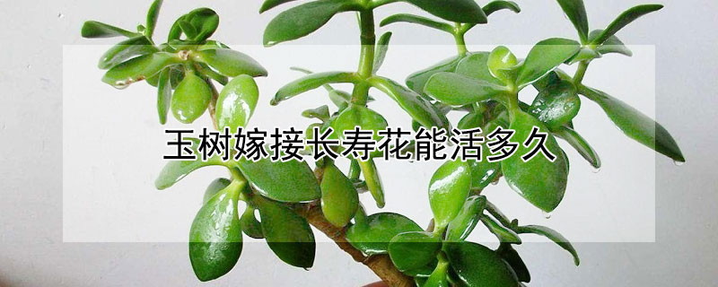 玉树嫁接长寿花能活多久（玉树嫁接长寿花成活率高吗）