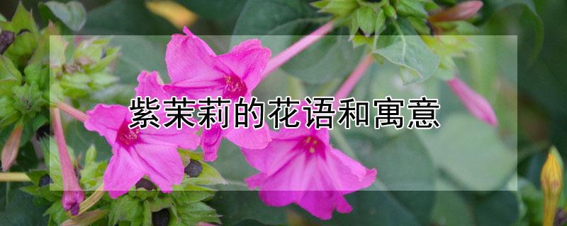 紫茉莉的花语和寓意（十种招鬼的花）