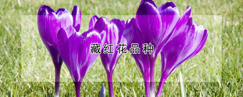 藏红花品种 藏红花品种不同功效一样吗