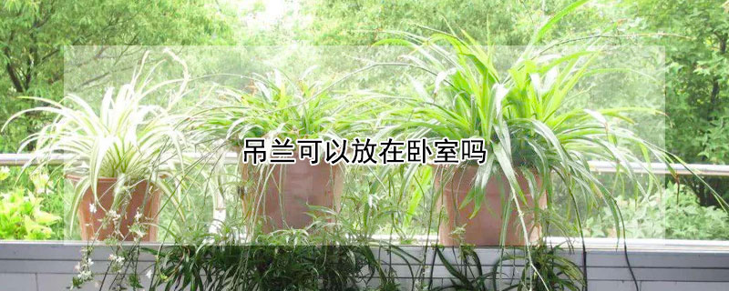 吊兰可以放在卧室吗 金鱼吊兰可以放在卧室吗