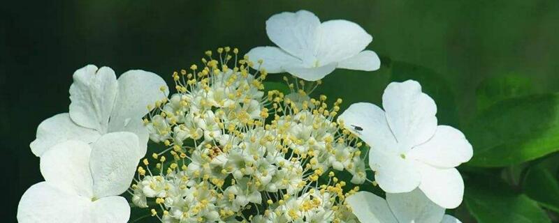 琼花花语（琼花花语是什么意思）