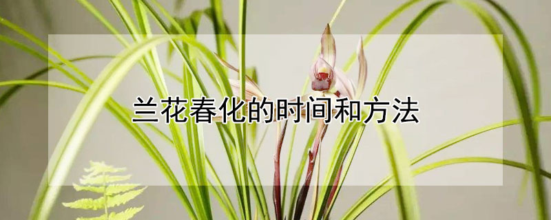兰花春化的时间和方法（蕙兰春化时间和温度）