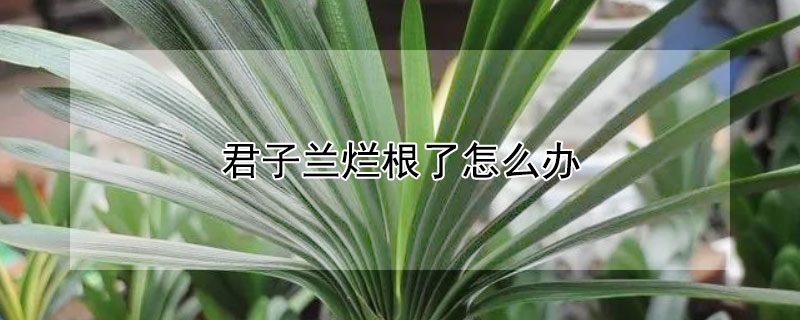 君子兰烂根了怎么办 君子兰烂根了怎么办?三招轻松解决