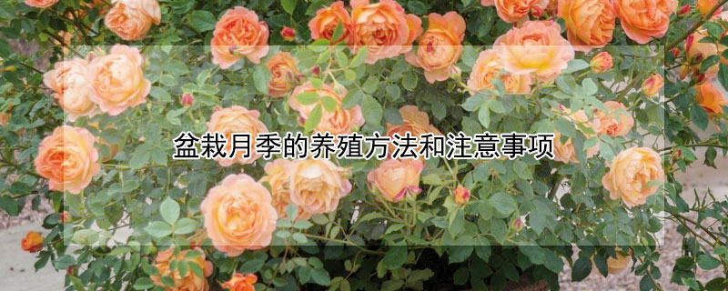 盆栽月季的养殖方法和注意事项 盆栽月季的养殖方法和注意事项有哪些