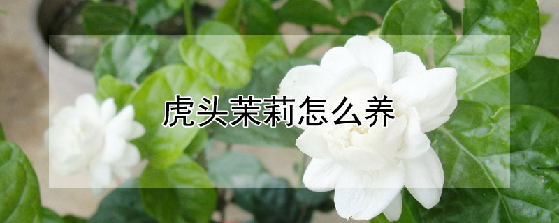 虎头茉莉怎么养 虎头茉莉怎么养才能长的快