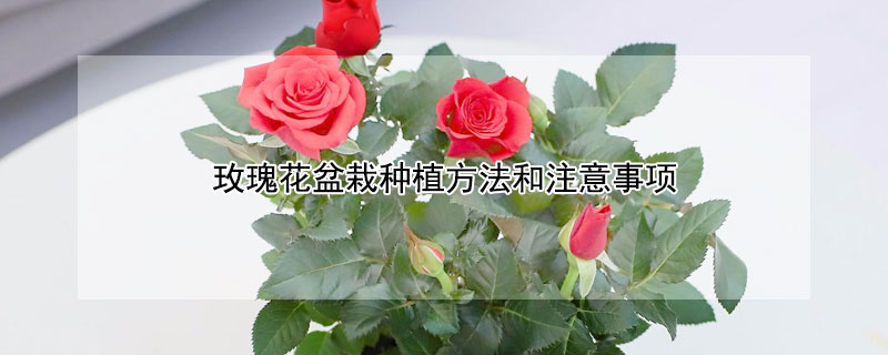 玫瑰花盆栽种植方法和注意事项（盆栽玫瑰花怎么养家庭养法）