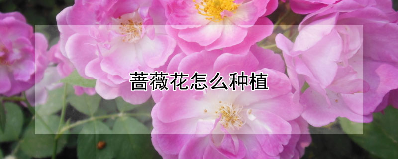 蔷薇花怎么种植（蔷薇花怎么种植盆栽）