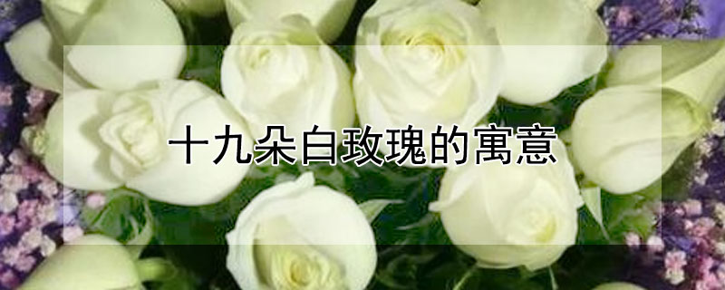 十九朵白玫瑰的寓意 十九朵白玫瑰的寓意和象征