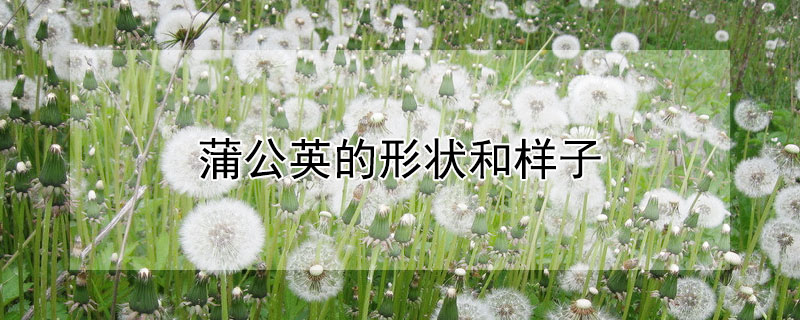 蒲公英的形状和样子（蒲公英的形状和样子幼儿）