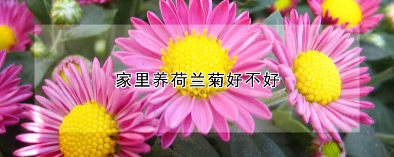 家里养荷兰菊好不好（家里养荷兰菊好吗）