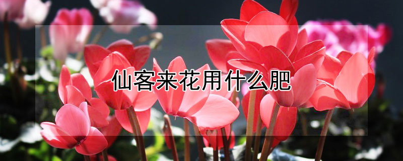 仙客来花用什么肥 仙客来花用什么肥料好?